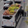 Проект "Автобус-Корни" - мобильные сады на крышах городских автобусов