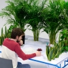 "Зеленые легкие" офисов - мини-сад на рабочем месте