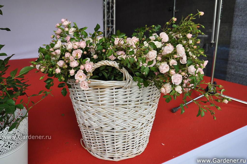 http://gardener.ru/gallery/2012/moscow_flower_show/91.jpg