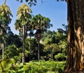 Ботанический Королевский сад в Перадении