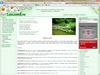 Томский сайт о комнатных растениях