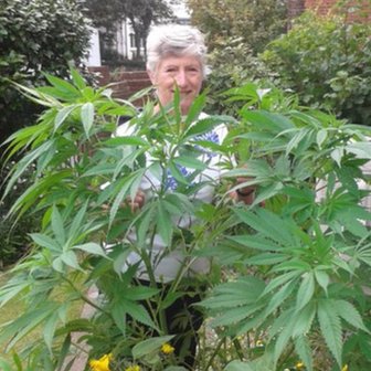 Британская садовница отправила на BBC фото своей... конопли