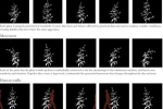 'Живые' светящиеся растения Саймона Хейджденса