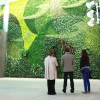 Посетители международного аэропорта в канадском городе Эдмонтон теперь могут наслаждаться свежим воздухом благодаря самой большой стене из живых растений, которые когда-либо были созданы на территории аэропорта.